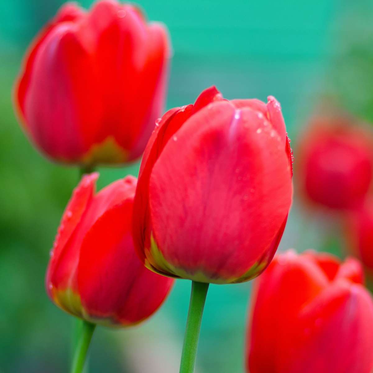 Bulbi de lalele - 14 buc - Tulipa 'Red Impression' - Bulbi de flori - Roşu