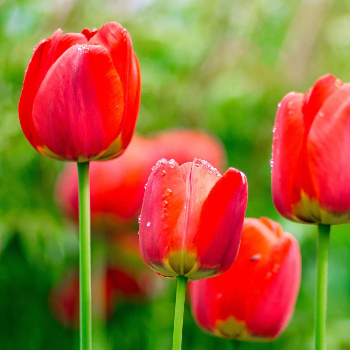 Bulbi de lalele - 14 buc - Tulipa 'Red Impression' - Bulbi de flori - Roşu