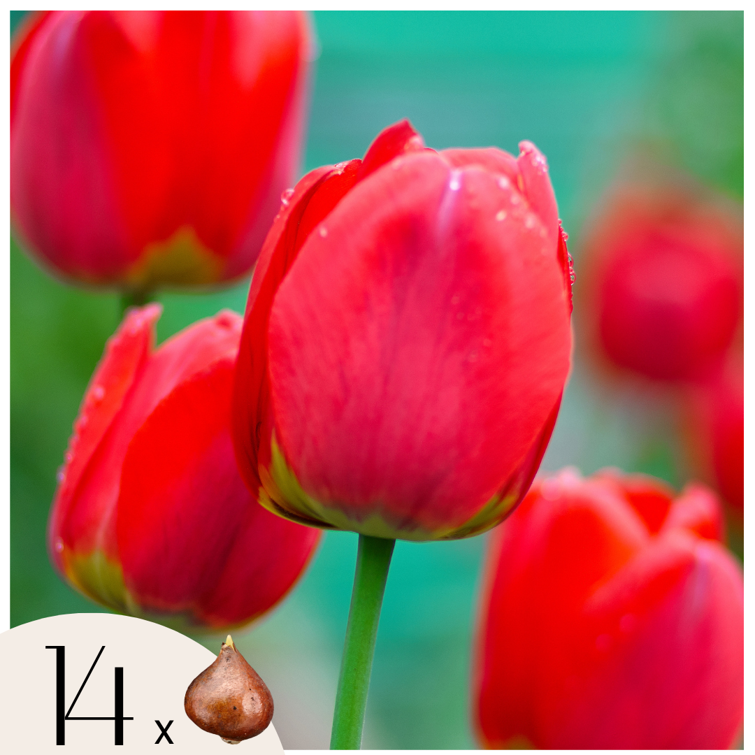 Bulbi de lalele - 14 buc - Tulipa 'Red Impression' - Bulbi de flori - Roşu