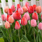 Bulbi de lalele - 40 buc - Tulipa 'Salmon', 'Van Eijk' - Bulbi de flori - Roşu