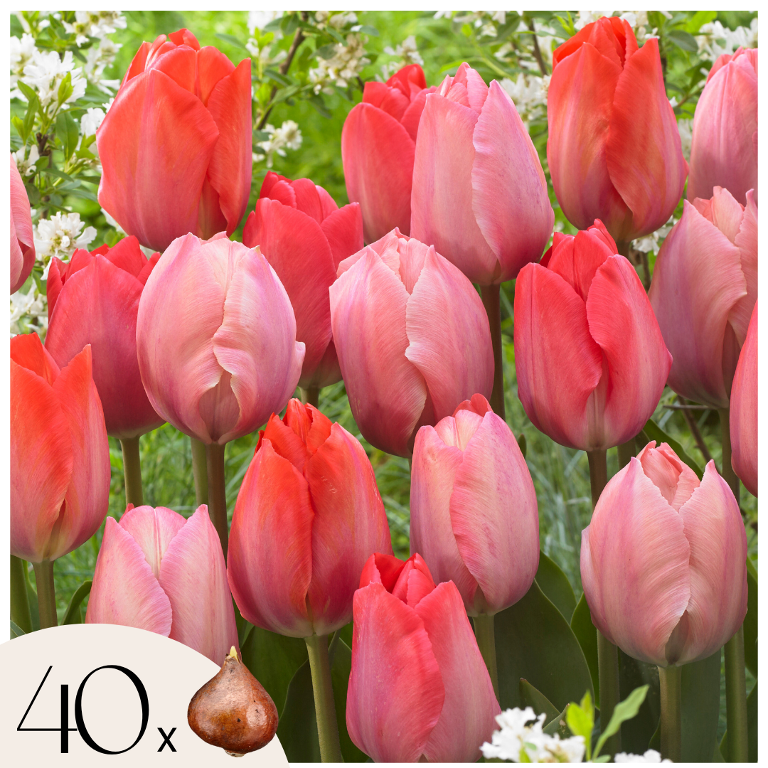 Bulbi de lalele - 40 buc - Tulipa 'Somon', 'Van Eijk' - Bulbi de flori - Roşu