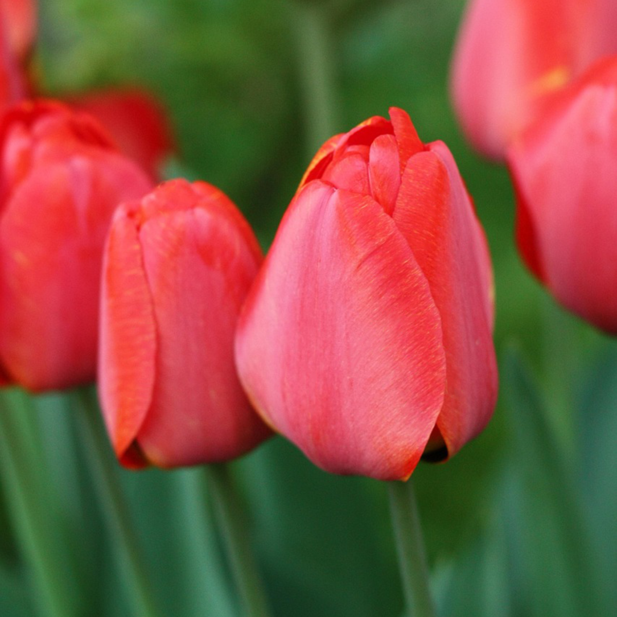 Bulbi de lalele - 80 buc - Tulipa 'Somon', 'Van Eijk' - Bulbi de flori - Roşu