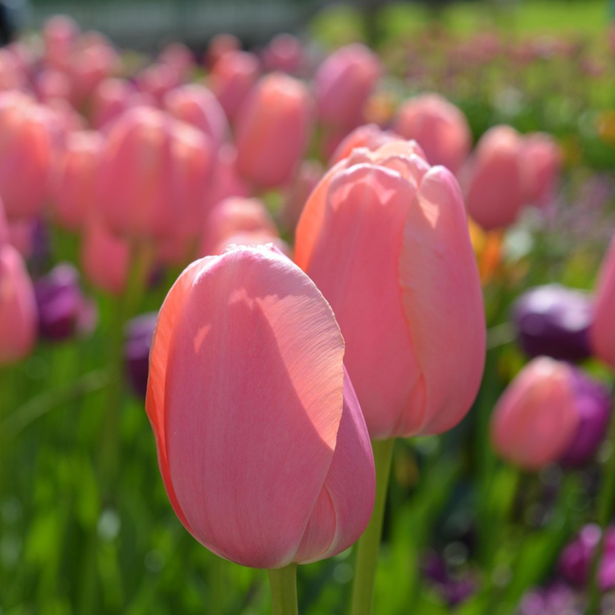 Bulbi de lalele - 80 buc - Tulipa 'Somon', 'Van Eijk' - Bulbi de flori - Roşu