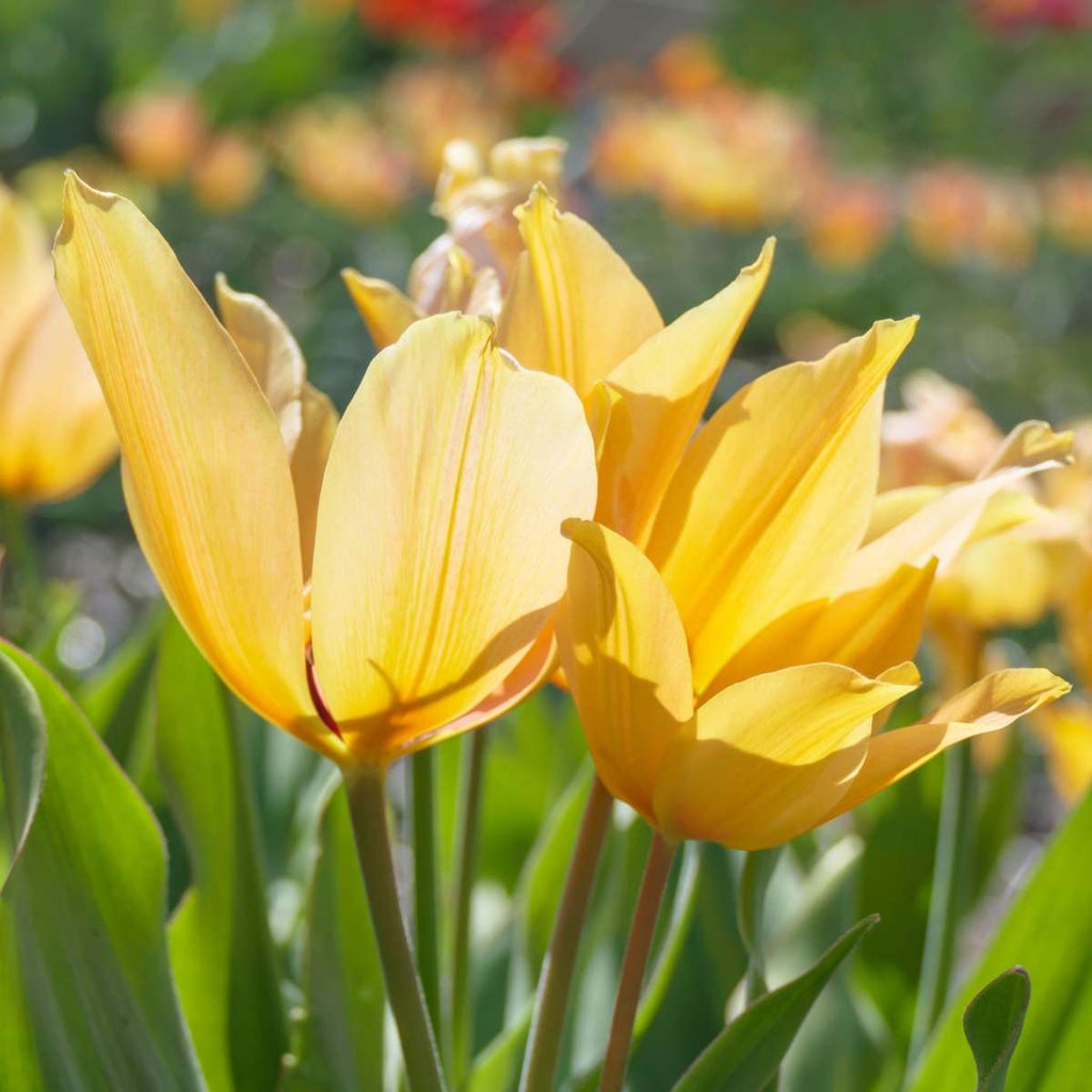 Bulbi de lalele - 40 buc - Tulipa Prastants Shogun - Bulbi de flori - Portocale