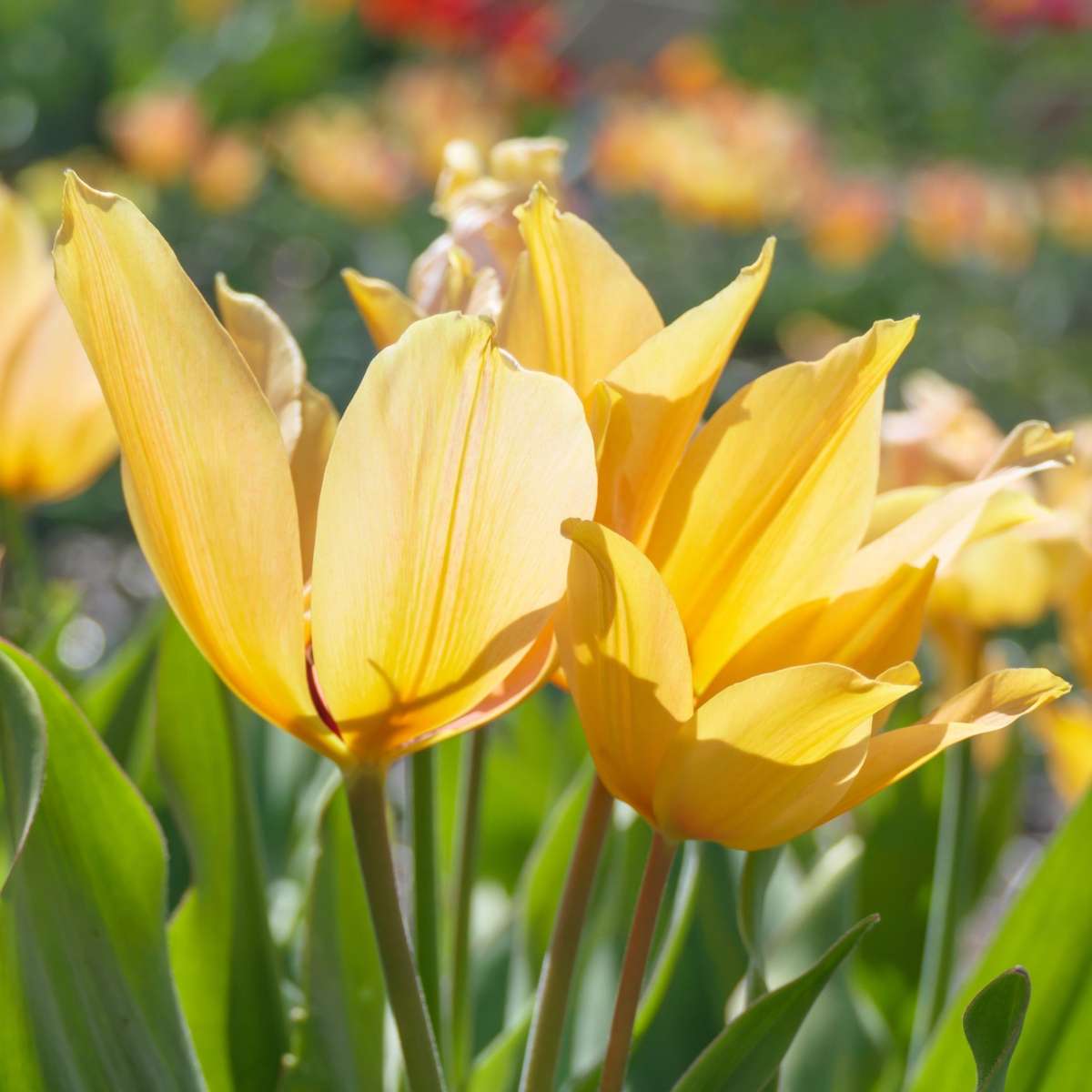 Bulbi de lalele - 40 buc - Tulipa Prastants Shogun - Bulbi de flori - Portocale