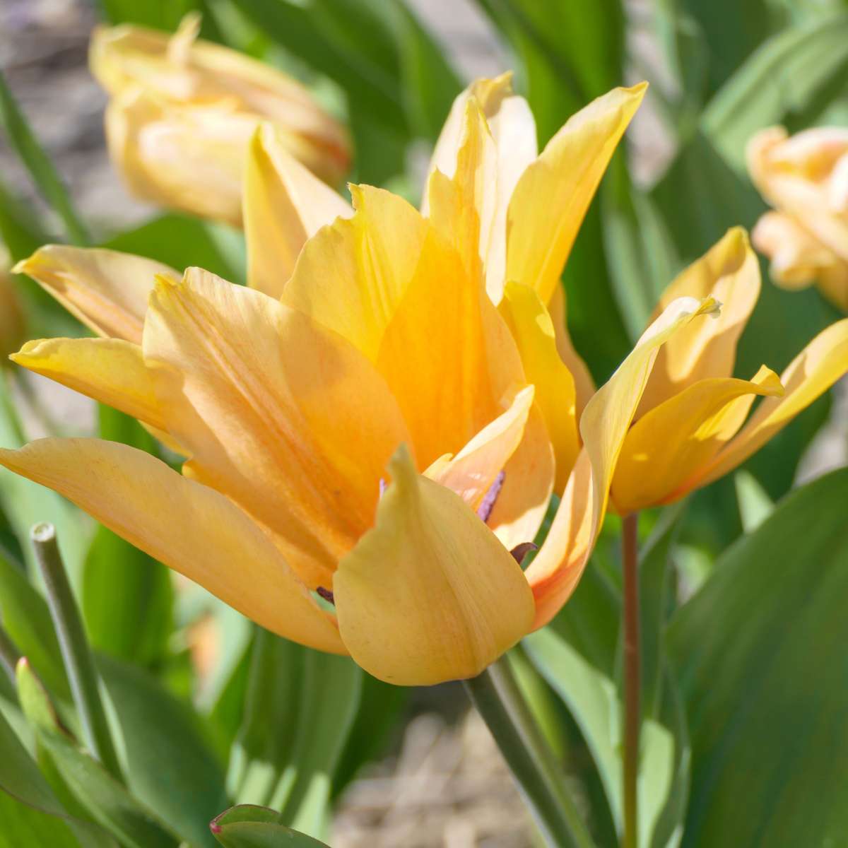 Bulbi de lalele - 40 buc - Tulipa Prastants Shogun - Bulbi de flori - Portocale