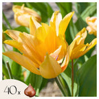Bulbi de lalele - 40 buc - Tulipa Prastants Shogun - Bulbi de flori - Portocale