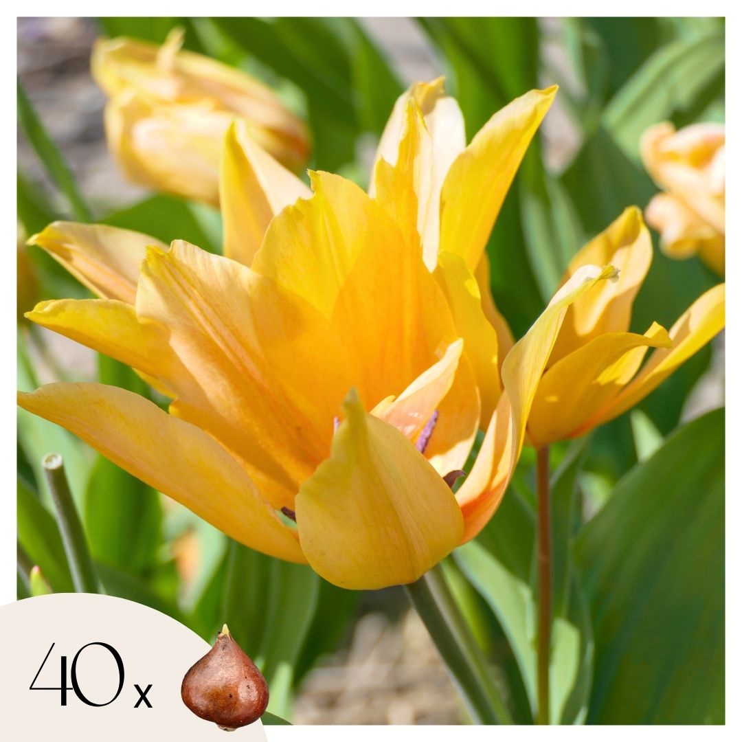 Bulbi de lalele - 40 buc - Tulipa Prastants Shogun - Bulbi de flori - Portocale