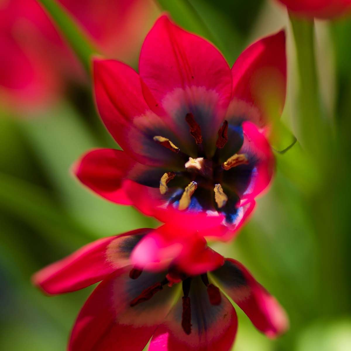 Bulbi de lalele - 40 buc - Tulipa 'Little Beauty' - Bulbi de flori - Roşu