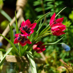 Bulbi de lalele - 40 buc - Tulipa 'Little Beauty' - Bulbi de flori - Roşu