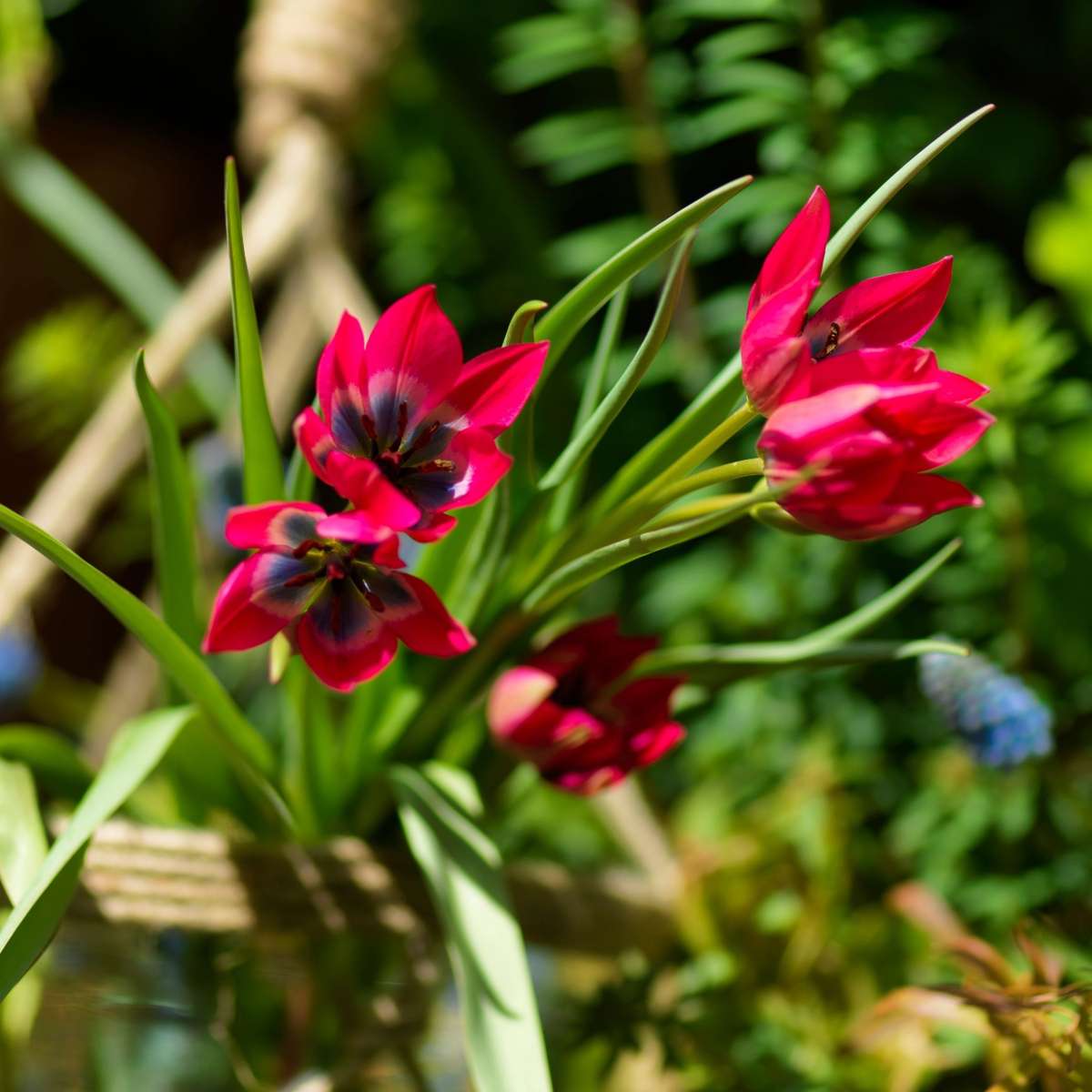 Bulbi de lalele - 40 buc - Tulipa 'Little Beauty' - Bulbi de flori - Roşu