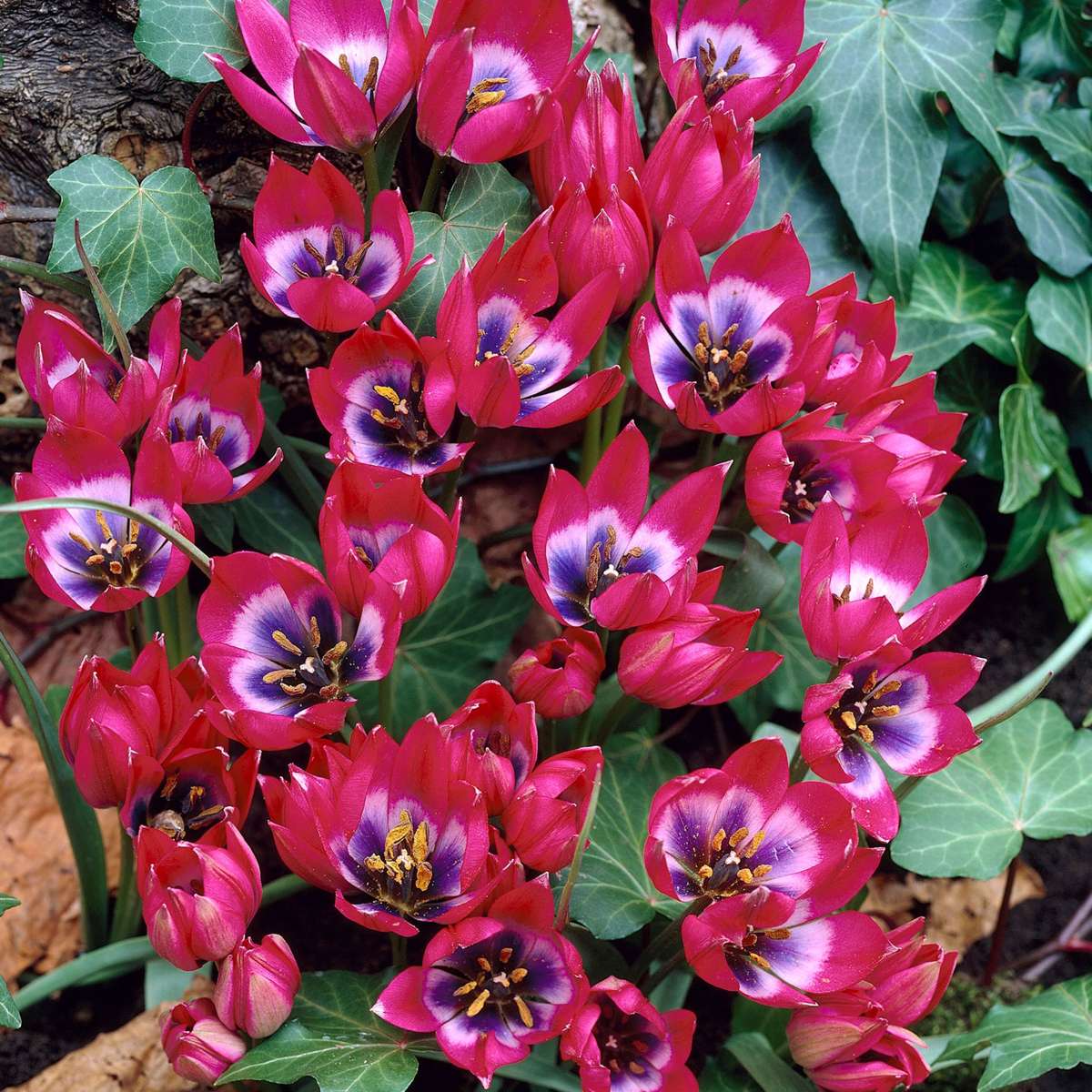 Bulbi de lalele - 40 buc - Tulipa 'Little Beauty' - Bulbi de flori - Roşu