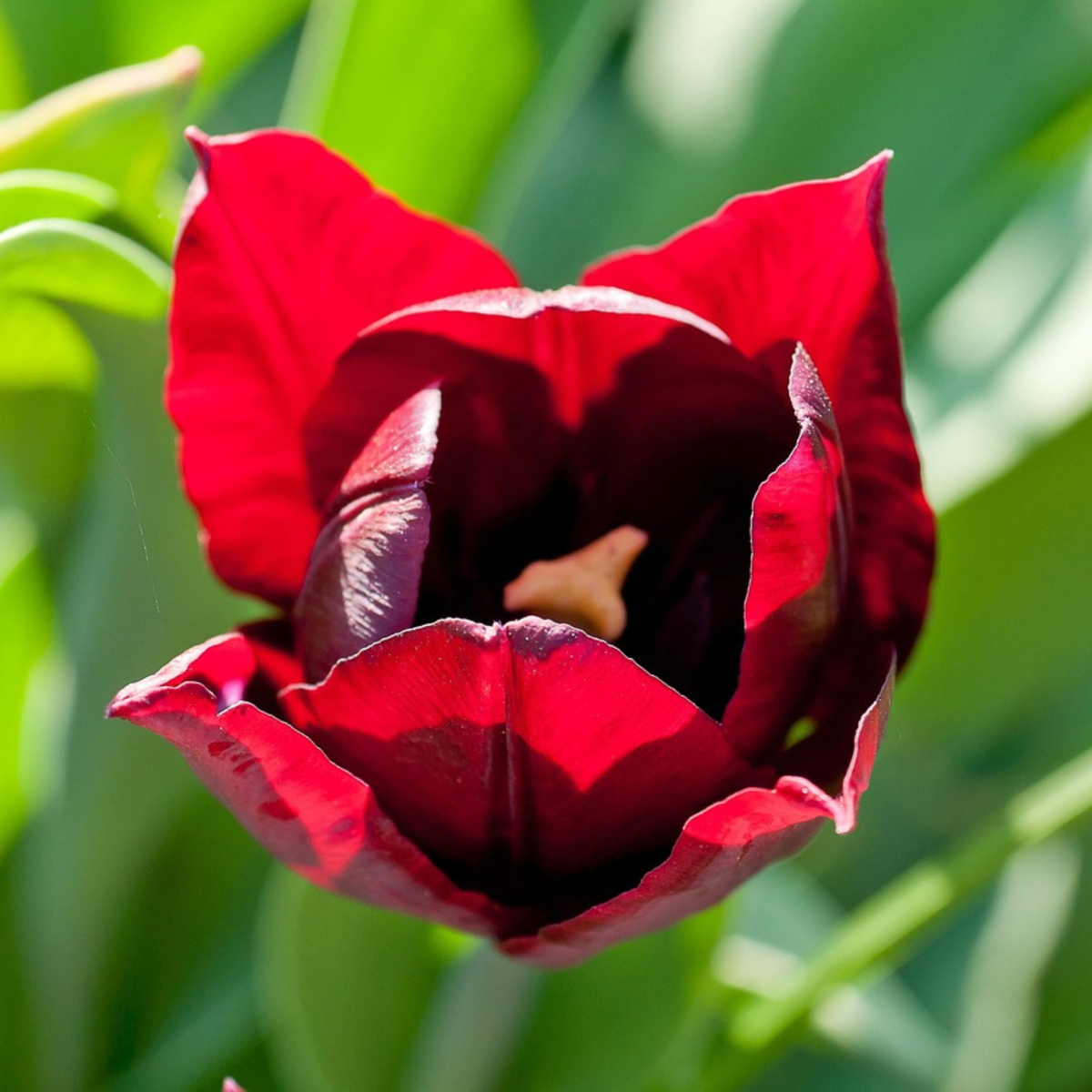 Bulbi de lalele - 40 buc - Tulipa 'Little Beauty' - Bulbi de flori - Roşu