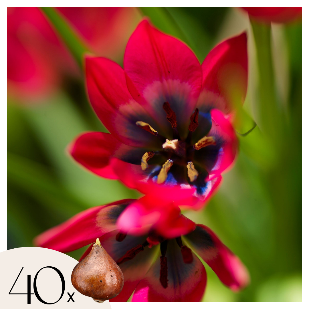 Bulbi de lalele - 40 buc - Tulipa 'Little Beauty' - Bulbi de flori - Roşu