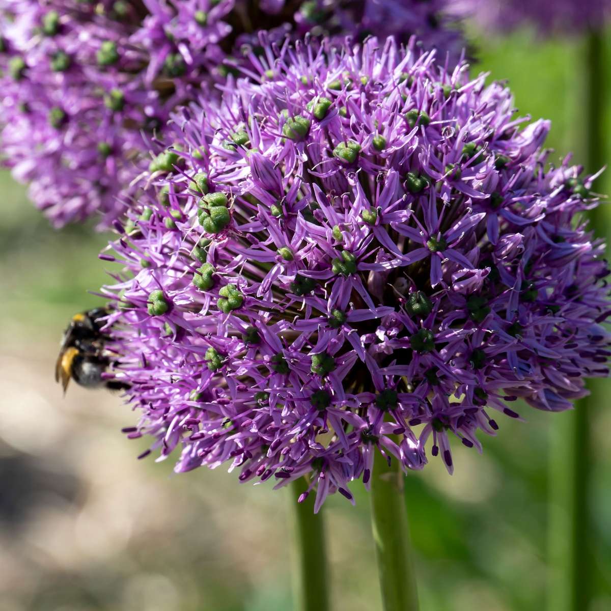 Becuri de allium - 16 buc - Allium 'Gladiator' - Bulbi de flori - Violet