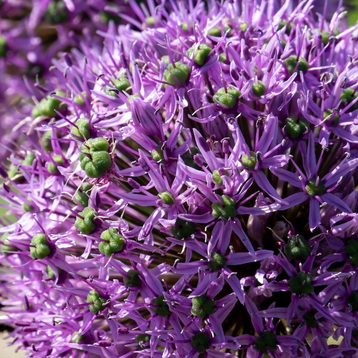 Becuri de allium - 16 buc - Allium 'Gladiator' - Bulbi de flori - Violet