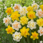 Bulbi de narcise - 10 buc - Narcissus 'Double Mix' - Bulbi de flori
