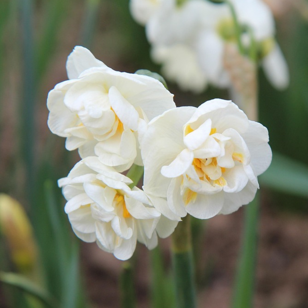 Bulbi de narcise - 10 buc - Narcissus 'Double Mix' - Bulbi de flori