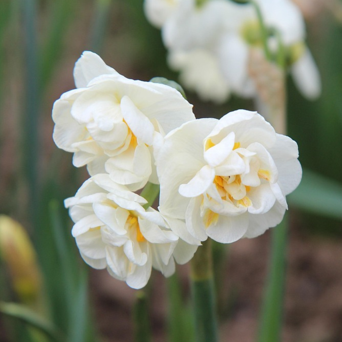 Bulbi de narcise - 10 buc - Narcissus 'Double Mix' - Bulbi de flori