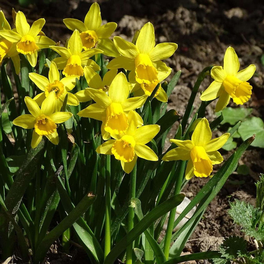 Bulbi de narcise - 50 buc - Narcissus 'Tête-à-Tête' - Bulbi de flori - Galben