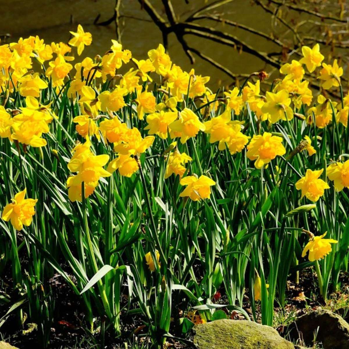 Bulbi de narcise - 50 buc - Narcissus 'Tête-à-Tête' - Bulbi de flori - Galben