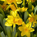 Bulbi de narcise - 50 buc - Narcissus 'Tête-à-Tête' - Bulbi de flori - Galben