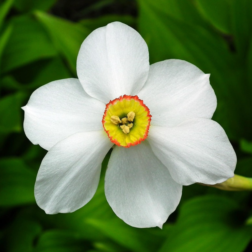 Bulbi de narcise - 30 buc - Narcissus 'Recurvus' - Bulbi de flori - Alb