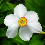 Bulbi de narcise - 30 buc - Narcissus 'Recurvus' - Bulbi de flori - Alb