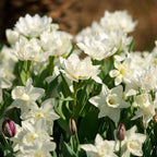 Bulbi de narcise - 30 buc - Narcissus 'Mount Hood' - Bulbi de flori - Alb