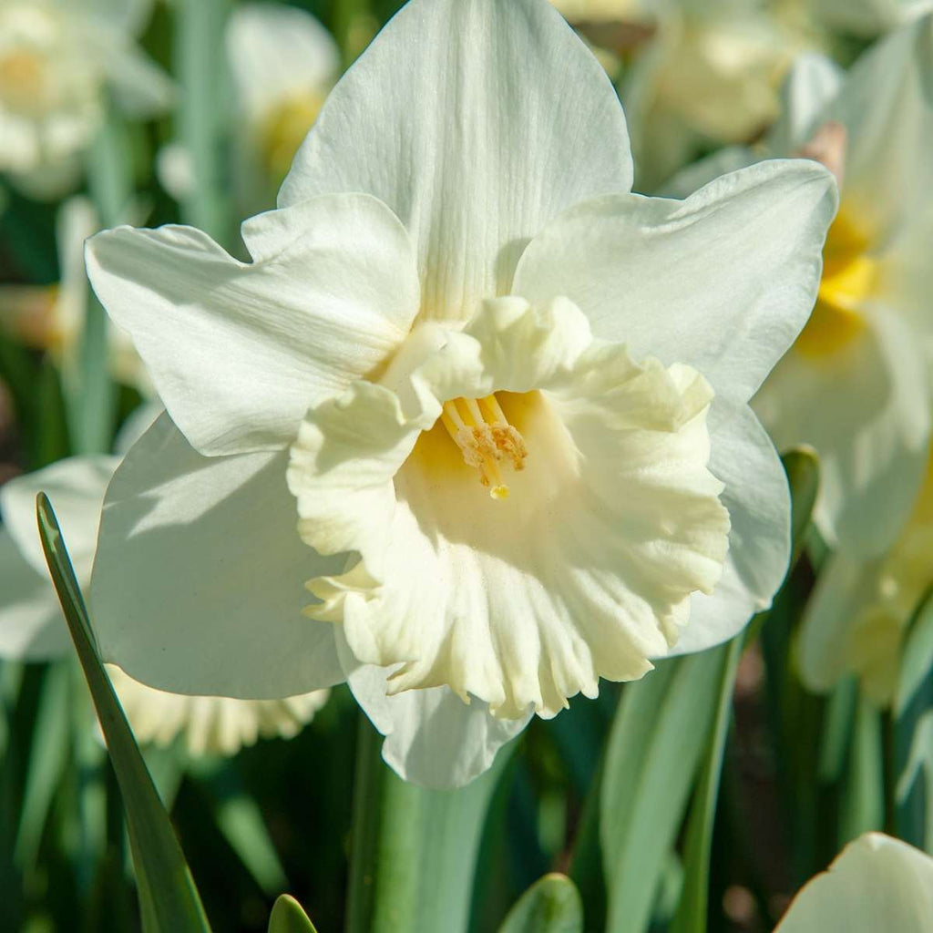 Bulbi de narcise - 30 buc - Narcissus 'Mount Hood' - Bulbi de flori - Alb