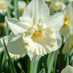 Bulbi de narcise - 30 buc - Narcissus 'Mount Hood' - Bulbi de flori - Alb
