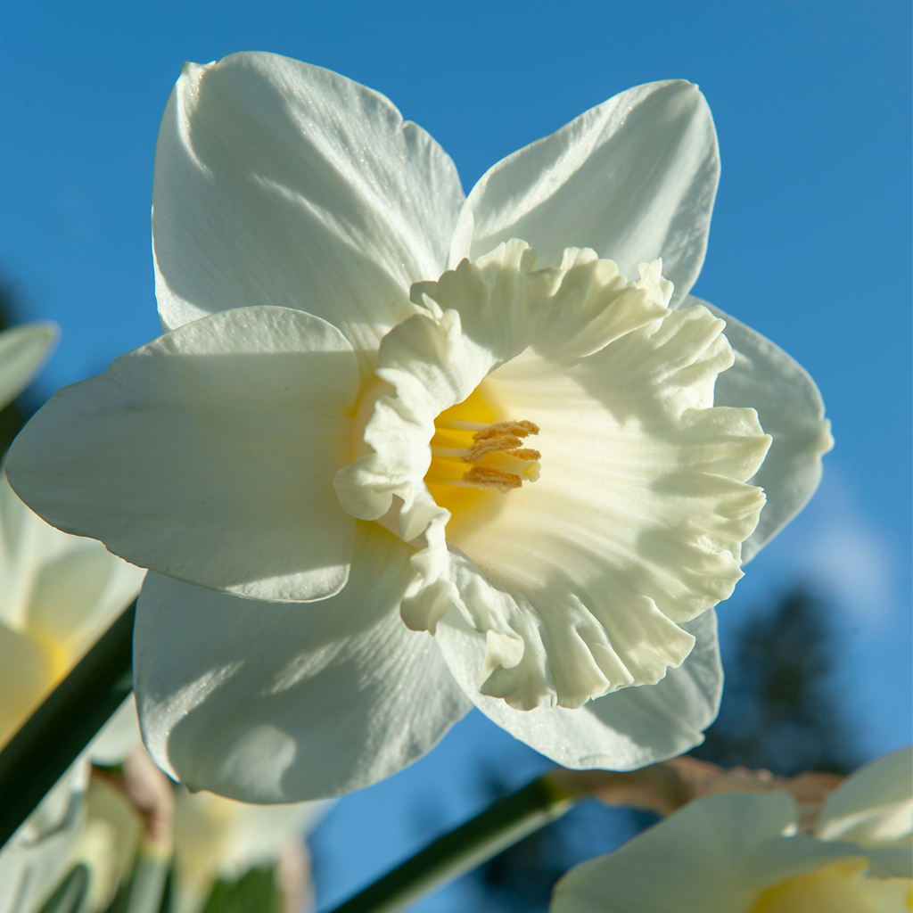 Bulbi de narcise - 15 buc - Narcissus 'Mount Hood' - Bulbi de flori - Galben