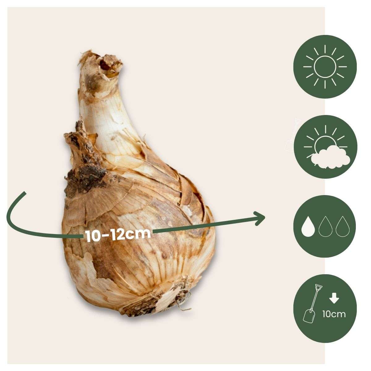 Bulbi de narcise - 30 buc - Narcissus 'Mount Hood' - Bulbi de flori - Alb