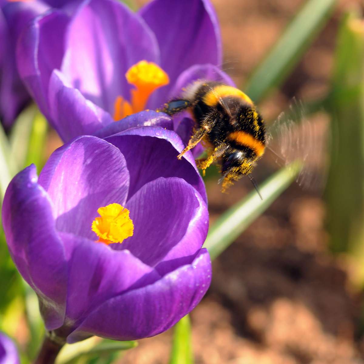 Bulbi de brândușă - Set de 70 - Flori de primăvară colorate pentru grădină