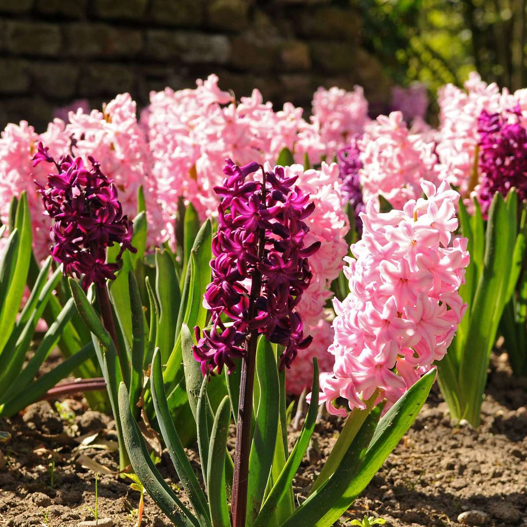 Zambilă - 20 buc - Hyacinthus - Bulbi de flori