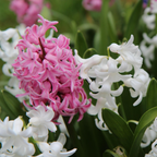 Zambilă - 20 buc - Hyacinthus - Bulbi de flori