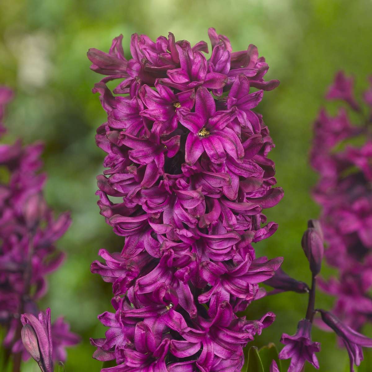 Zambilă - 20 buc - Hyacinthus - Bulbi de flori