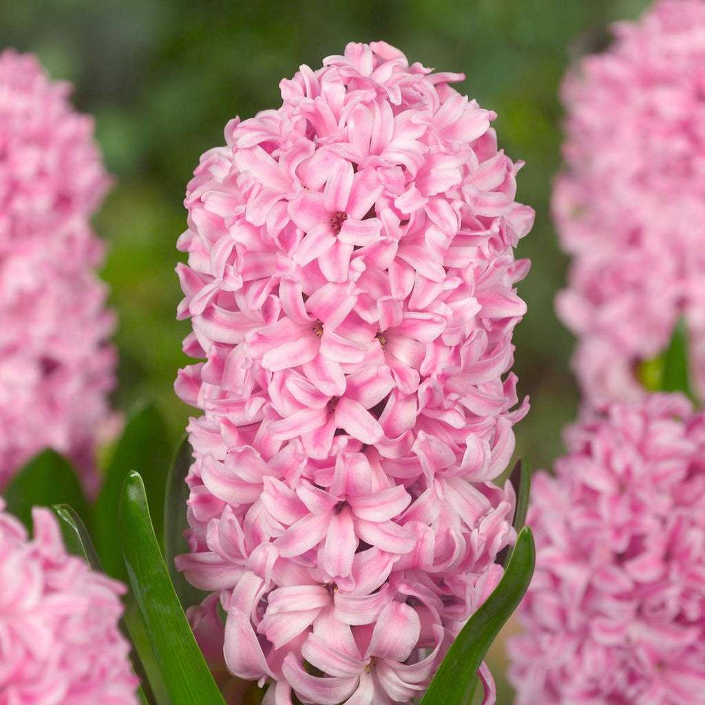 Zambilă - 20 buc - Hyacinthus - Bulbi de flori