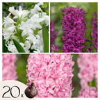 Zambilă - 20 buc - Hyacinthus - Bulbi de flori