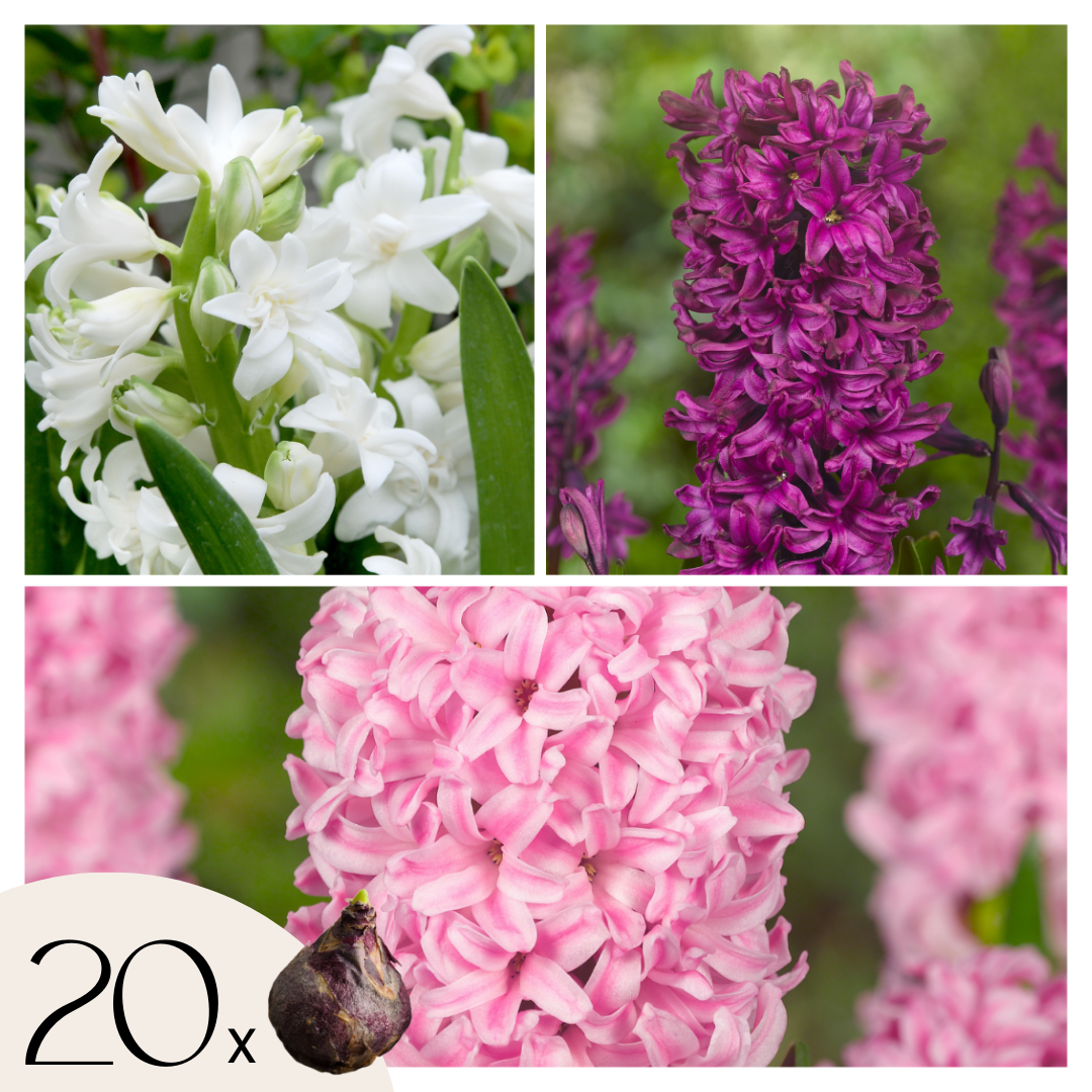Zambilă - 20 buc - Hyacinthus - Bulbi de flori