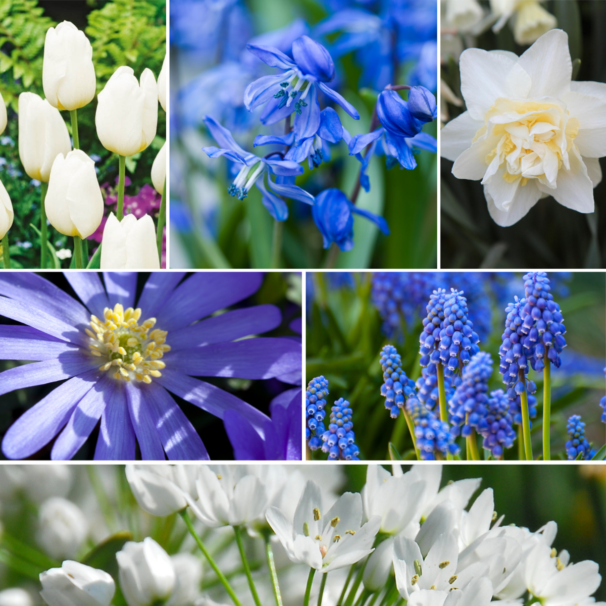 Amestecul de bulbi de flori - 125 buc - Allium, Narcissus, Muscari, Tulipa