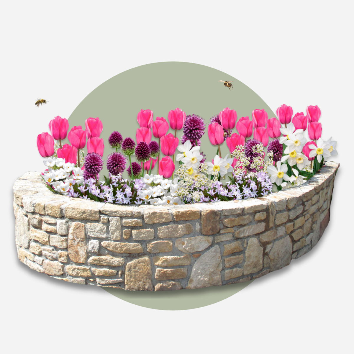 Amestecul de bulbi de flori - 125 buc - Allium, Narcissus, Muscari, Tulipa