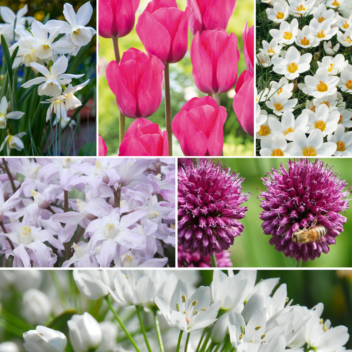 Amestecul de bulbi de flori - 125 buc - Allium, Narcissus, Muscari, Tulipa
