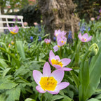 Bulbi de lalele - 100 buc - Tulipa bakeri 'Lilac Wonder' - Bulbi de flori