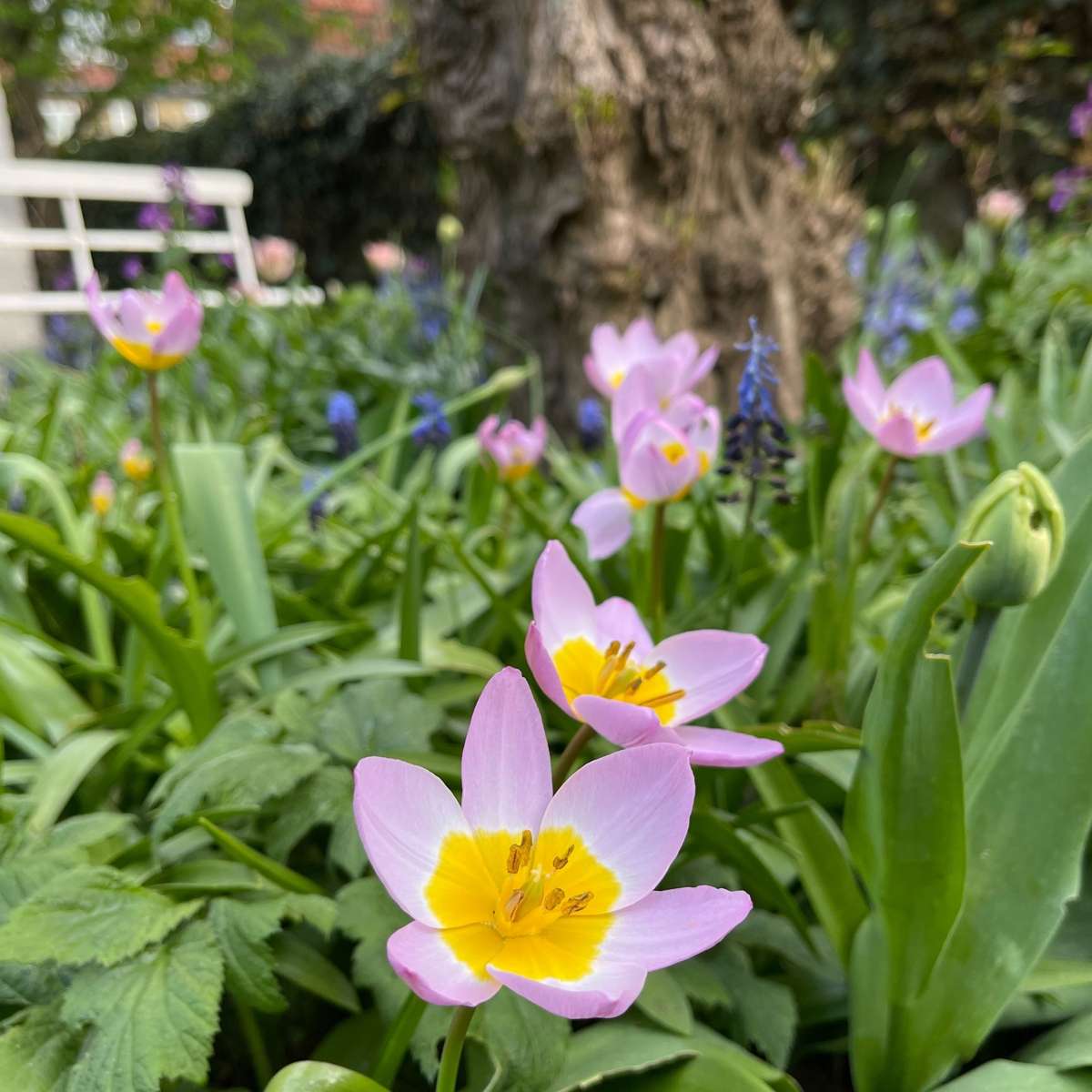 Bulbi de lalele - 100 buc - Tulipa bakeri 'Lilac Wonder' - Bulbi de flori