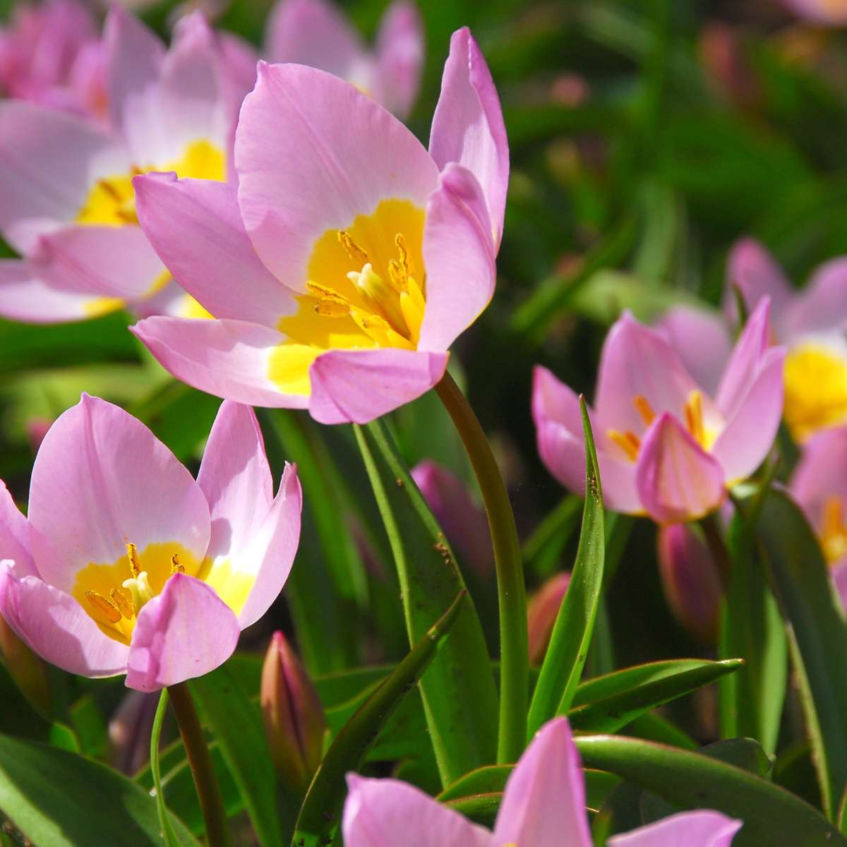 Bulbi de lalele - 100 buc - Tulipa bakeri 'Lilac Wonder' - Bulbi de flori