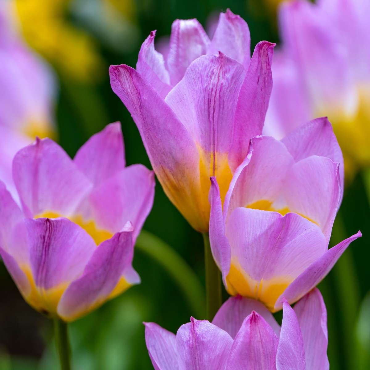 Bulbi de lalele - 100 buc - Tulipa bakeri 'Lilac Wonder' - Bulbi de flori
