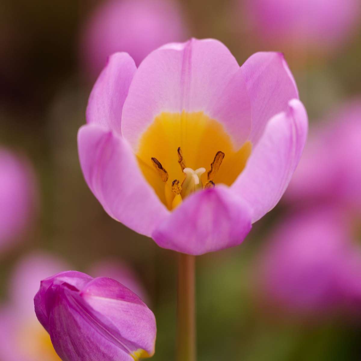 Bulbi de lalele - 100 buc - Tulipa bakeri 'Lilac Wonder' - Bulbi de flori