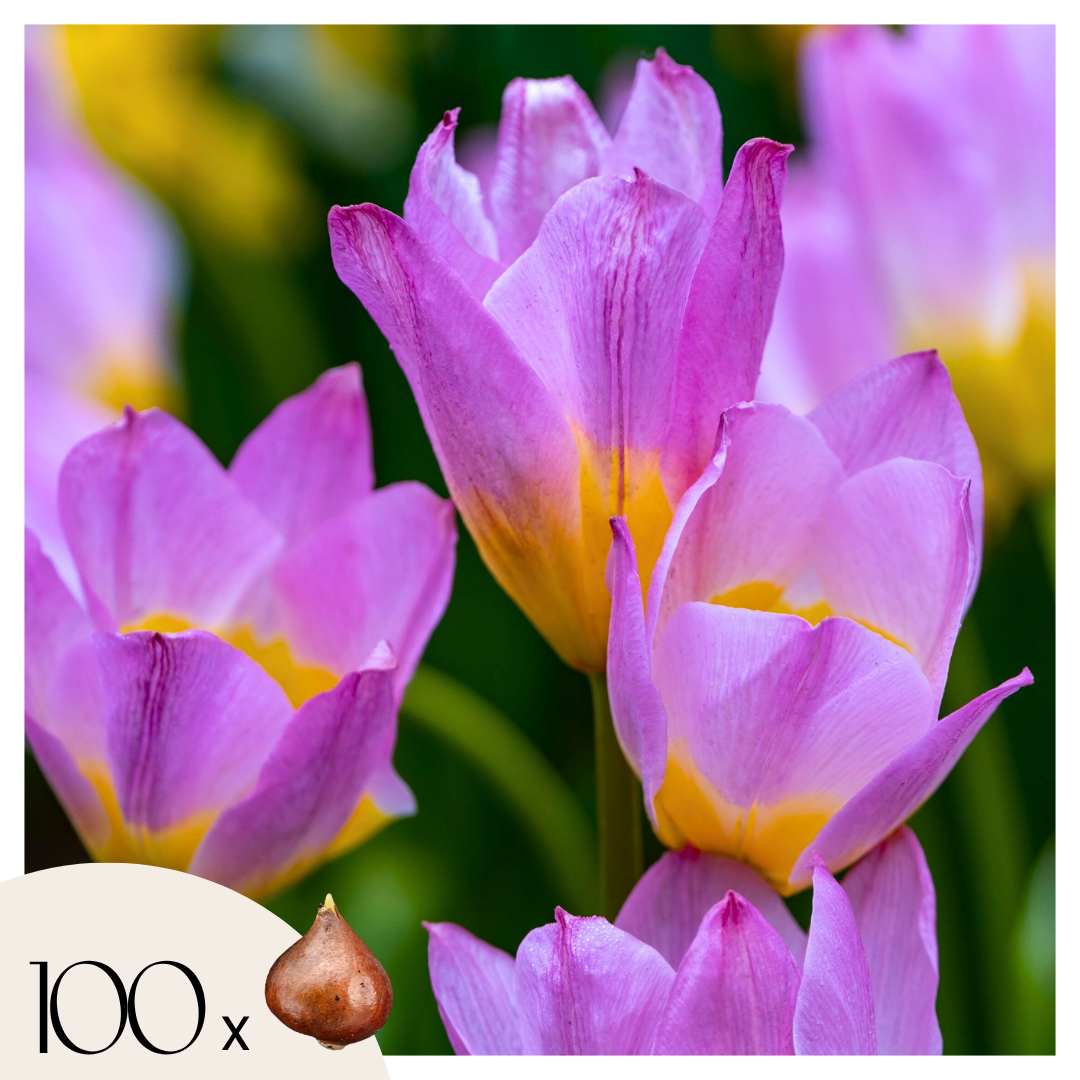 Bulbi de lalele - 100 buc - Tulipa bakeri 'Lilac Wonder' - Bulbi de flori