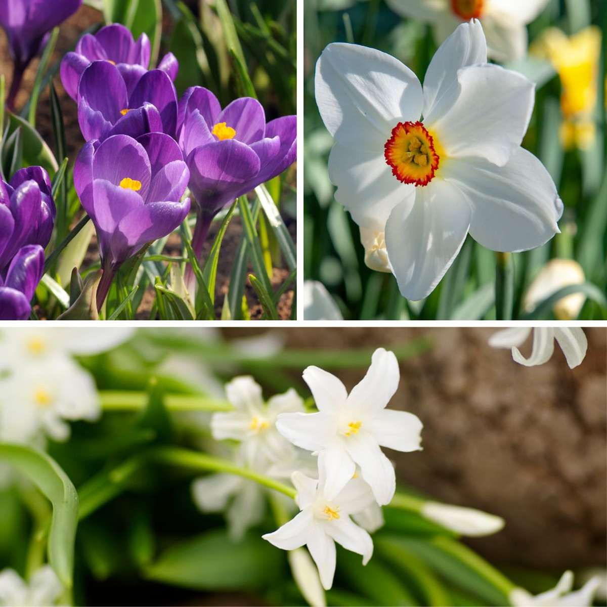 Cutie Grădină Umbrită - 50 bulbi pentru umbră & semi-umbră